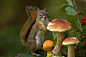 Andre Villeneuve在 500px 上的照片This boletus is edible