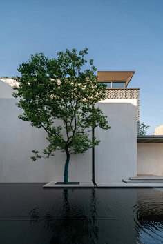 孤植树-花瓣网|陪你做生活的设计师 | / maxi美溪景观(重庆)&无锡一方