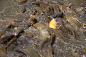 To keep bait carp（鎌倉）