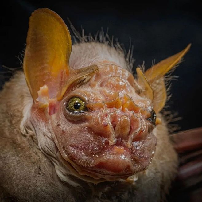 皱纹脸蝙蝠（Centurio senex