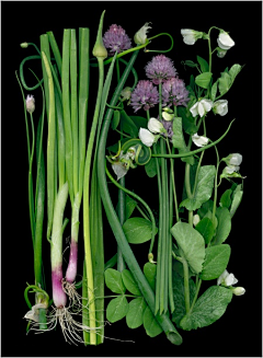 花之物语flowerwuyu采集到Ellen · Hoverkamp摄影蔬果