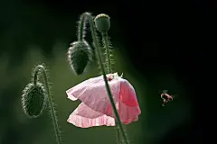 春夏季节罂粟科花卉植物虞美人美丽绽放壁纸美图图片下载