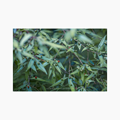 SylviaP_P采集到植物