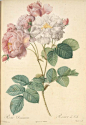 皮埃尔·约瑟夫·雷杜德的花画