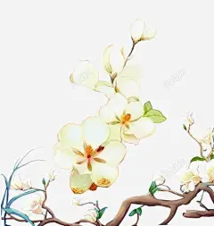 手绘淡雅白玉兰高清素材 兰花 别致花儿 淡雅花朵 漂亮的花 白玉兰 元素 免抠png 设计图片 免费下载