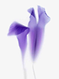 Fleurs Flowers blumen fiori blancFlowers decoration design