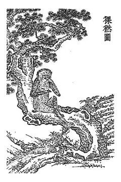 广东新语-猓然：有猓然者，生从化山中，似猴，身黑面白，其尾长过于身，数以尾自度其身以自娱，其自爱尾亦似狨。狨尾短，以金色而温柔，不能自保。猓然尾长，以无所可用而自保。亦各有幸不幸欤！