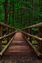 Forest Bridge, Columbia River Gorge, Oregon
photo by michael