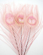 Pink Peacock Feathers: 