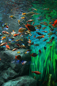 骚人没客采集到水族馆