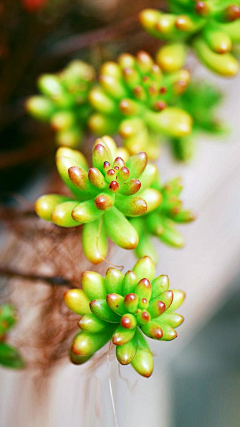 菩月_PuYue采集到植物