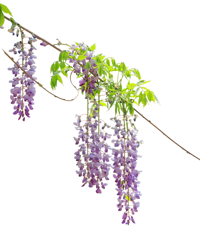 紫藤花png