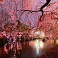 日本摄影师镜头下的樱花季，真的好美！