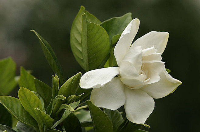 素雅栀子花