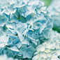 hydrangea*