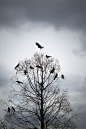 A tree in which many crows have rest