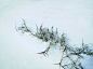 2018雪中的枯草高清素材 冬天 活力 生命 草 雪 免抠png 设计图片 免费下载