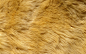 狮子毛皮摄影高清素材 动物 图案 图片素材 底纹 底纹背景 毛发 毛皮 狮子 狮子毛皮摄影图片 狮子毛皮摄影图片素材下载 纹理 背景 背景花边 背景 设计图片 免费下载