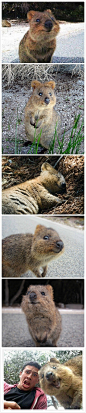 #你知道么# 短尾矮袋鼠(quokka)，是澳洲的一个濒危物种，因为看起来一直在微笑，所以被誉为“世界上最开心的动物”，连睡觉的时候都是笑眯眯的。但它们有个很可怕的习性，当妈妈受到捕猎者攻击时，会把育儿袋中的孩子丢出去做诱饵，然后自己逃命！看到这个一瞬间就觉得它们的笑容一点都不可爱了……