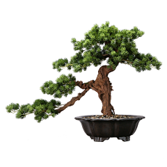 ashescold采集到植物
