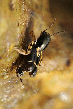 直翅目·蝗亚目·蚤蝼总科:蚤蝼totomar采集到动物采集直翅目·蝗亚目