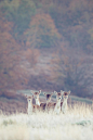 Frosty ~ By Mark Bridger