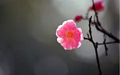 寒雪傲骨国花梅花桌面高清壁纸桌面壁纸4