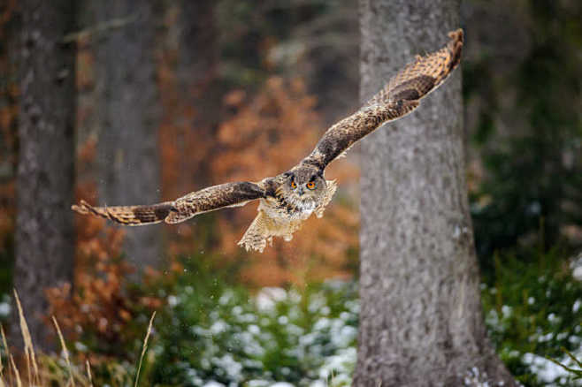森林中飞行的猫头鹰，macdown精美图...