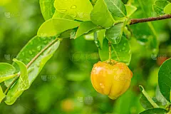 acerola