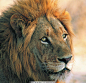 狮子 雄狮高清写真 野生动物 生物世界 摄影 137dpi jpg