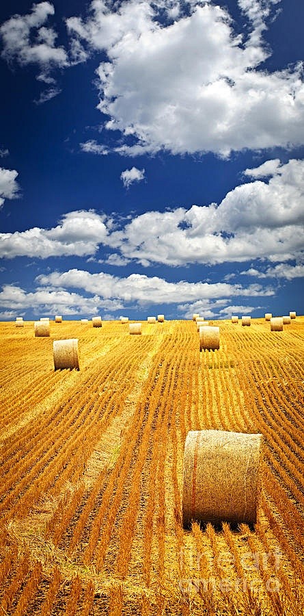 Farm field with hay ...