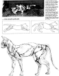 【图片资料】各种动物的肌肉，骨骼_猫科豹属吧_百度贴吧