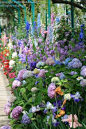 从莫奈花园在纽约植物园：翠雀，毛地黄，玫瑰，绣球花，牡丹，郁金香，感觉上丰富的花，颜色，香味。 #prettygarden：
