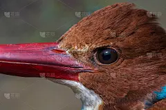 近距离观察森林中的眼鸟“Pelargopsis capensis”