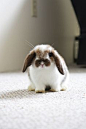 Bunny#兔兔#