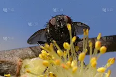 柔滑的露西莉 (Lucilia sericata)