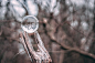 Water Drop on Brown Branch