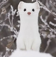 泡泡酸很甜采集到雪貂