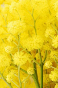 <3 Acacia ..yellow Mimosa.....gorgeous but highly allergic to it