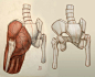 Anatomy of the pelvis, sacrum, greater trochanter, gluteus maximus, and the tensor fascia latae