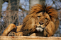 In der Sonne liegender Löwe, lion