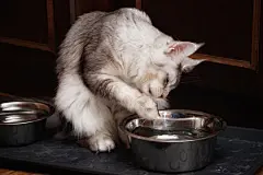 点击来源直接获取大图文件 |缅因库恩猫喝水。爪子浸入铁碗并舔水。猫的颜色：黑色银虎斑 ns 25