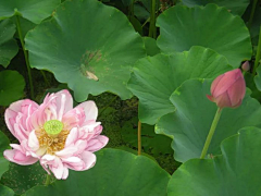 花瓣--雨采集到花卉植物壁纸