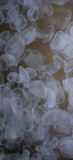 005UJ76vly1gx7js29nupj30v91vo7wh.jpg (1125×2436) _手机壁纸-风景_T2021129 