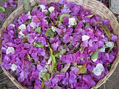 花瓣被采集成百花香