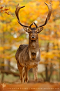 drxgonfly:

Fallow Deer in Autumn Forest (by Roeselien Raimond)