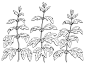 益母草植物图形黑白孤立素描插图矢量插画图片