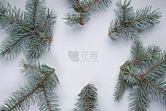蓝色云杉树枝，圣诞节浅灰色背景，俯视图，与文字空间。