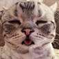 猫咪 瞌睡