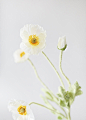 Faux Poppy Flowers in White - 23 : White poppy spray from Afloral.com for your wedding bouquets and centerpieces. Artificial silk poppies are perfect for fall wildflower arrangements. Save now!
